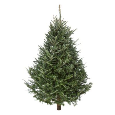 Sapin naturel Fraséri coupé h.200/250 cm