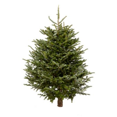 Sapin naturel Fraséri coupé médium Castorama
