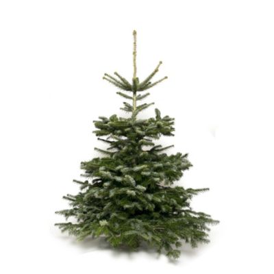 Sapin naturel Nordmann coupé h.100/150 cm