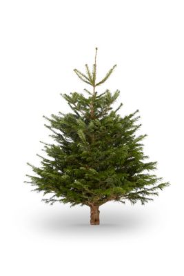 NOCH-21819 Sapin de Nordmann - Slot Car-Union
