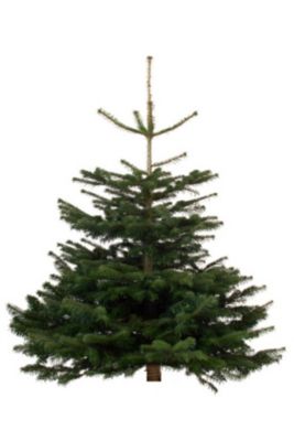 Sapin naturel Nordmann coupé cm