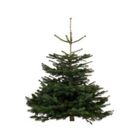 Sapin naturel Nordmann coupé h.150/175 cm