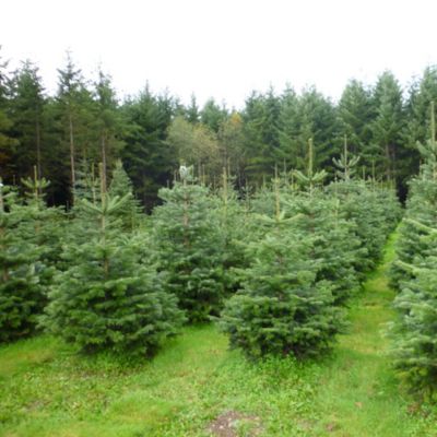 Sapin naturel Nordmann coupé h.150/180 cm