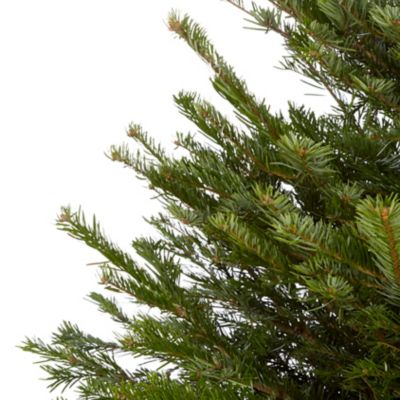 Sapin naturel Nordmann coupé h.150/180 cm