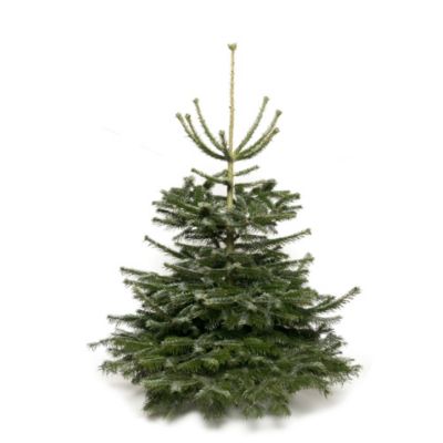 Sapin naturel Nordmann coupé h.160/200 cm