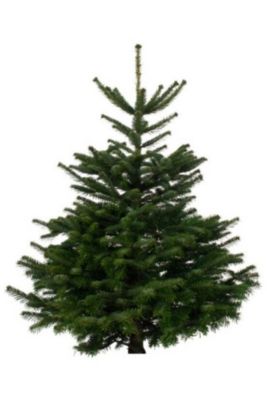 Sapin naturel Nordmann coupé h.200/240 cm vert foncé