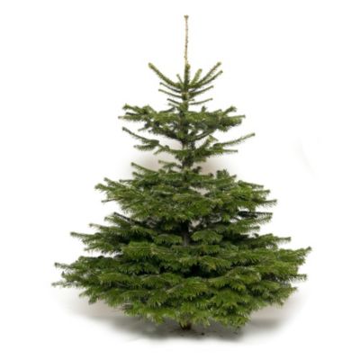 Sapin naturel Nordmann coupé h.200/240 cm
