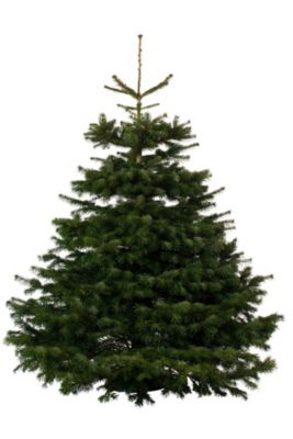 Sitemapcdatahttpsshopmixel Thicoipeinfoplanche Sapin Castorama