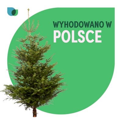 Sapin naturel Nordmann coupé cm