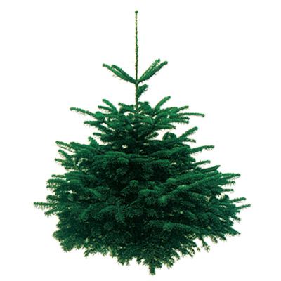 Sapin naturel Nordmann coupé h.80/100 cm