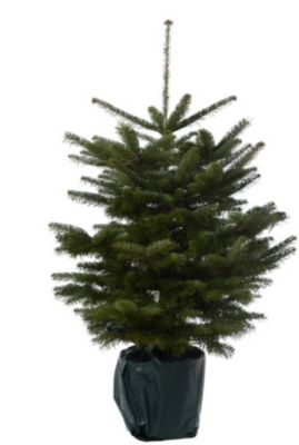Sapin naturel Nordmann en pot h.100/150 cm vert foncé
