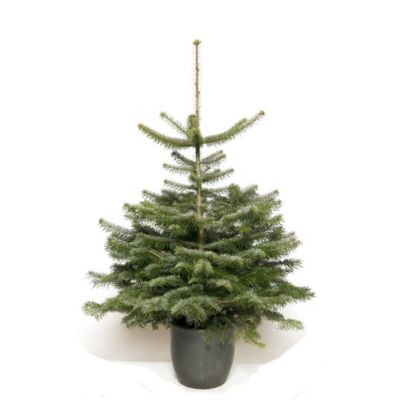 Sapin naturel Nordmann en pot h.100/150 cm