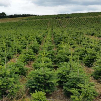 Sapin naturel Nordmann en pot h.100/150 cm