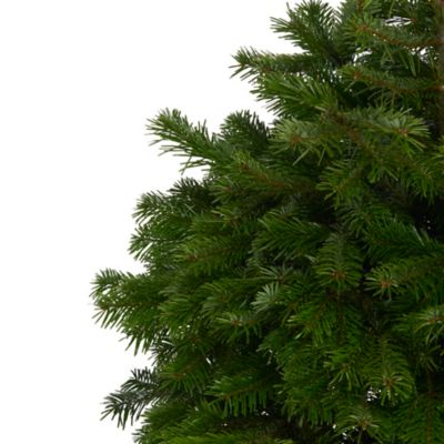 Sapin naturel Nordmann en pot h.100/150 cm