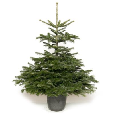 Sapin Naturel En Pot - Le Vintage (30 à 65cm) - | Truffaut