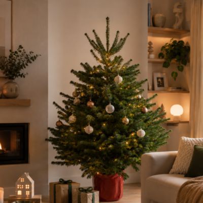 Sapin naturel Nordmann en pot h.150/175 cm