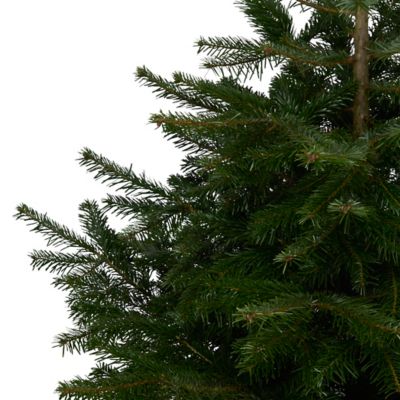 Sapin naturel Nordmann en pot h.150/175 cm