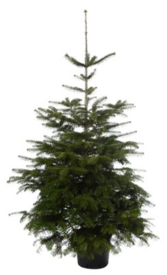 Sapin De Noël Nordmann Vivant En Pot 150 Cm - Aiguilles Qui Ne Tombent Pas, Réutilisable Année Après Année