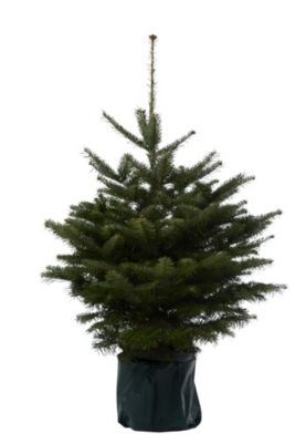 Sapin naturel Nordmann en pot h.80/100cm