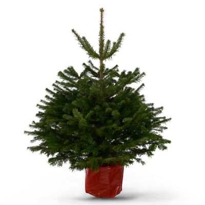 Sapin Naturel Nordmann Enracine H 1 150 Cm Castorama