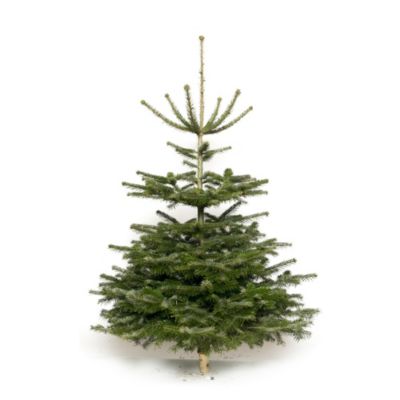 Sapin naturel Nordmann hauteur 150/180 cm