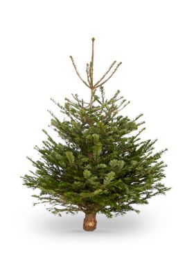 Sapin naturel Nordmann hauteur 150/180 cm