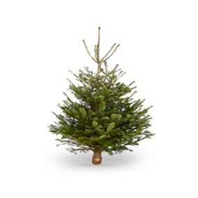 Sapin naturel Nordmann hauteur 150/180 cm