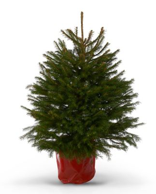 Sapin épicéa en pot 80/100 cm Castorama