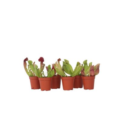 Sarracénie pourpre - Set de 6 - Sarracenia purpurea - Hauteur 10cm - Pot 5,5cm