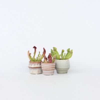 Sarracénie pourpre - Set de 6 - Sarracenia purpurea - Hauteur 10cm - Pot 5,5cm
