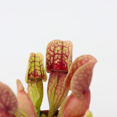 Sarracénie pourpre - Set de 6 - Sarracenia purpurea - Hauteur 10cm - Pot 5,5cm