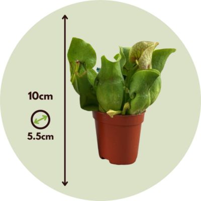Sarracénie pourpre - Set de 6 - Sarracenia purpurea - Hauteur 10cm - Pot 5,5cm