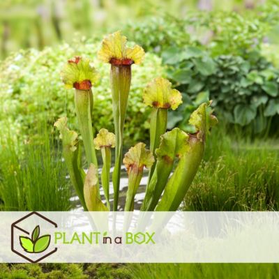 Sarracénie pourpre - Set de 6 - Sarracenia purpurea - Hauteur 10cm - Pot 5,5cm