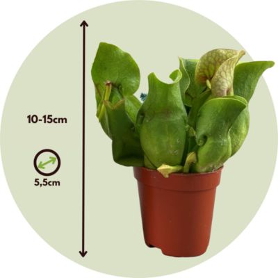 Sarracénie pourpre - Set de 6 - Sarracenia purpurea - Hauteur 10cm - Pot 5,5cm