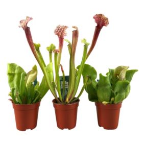 Sarracenia purpurea - Lot de 3 - Plante carnivore - Pot 5,5cm - Hauteur 10-15cm