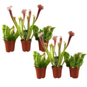 Sarracenia purpurea - Lot de 6 - Plante carnivore - Pot 5,5cm - Hauteur 10-15cm