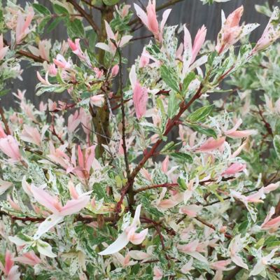 Saule du Japon 'Hakuro Nishiki' - Salix integra 'Hakuro Nishiki'  - 40-50 cm pot