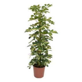 Schefflera Dalton - Arbre Ombrelle - Pot 21cm - Hauteur 90-100cm