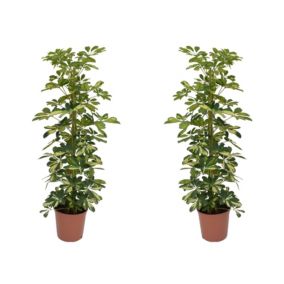 Schefflera Dalton - Set de 2 - Arbre Ombrelle - Pot 21cm - Hauteur 90-100cm