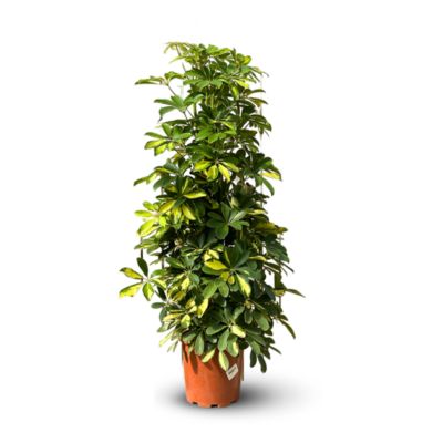 Schefflera gold - capella - hauteur 100-110 cm - diamètre 19 cm ...