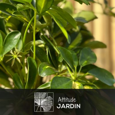 Schefflera gold - capella - hauteur 100-110 cm - diamètre 19 cm ...