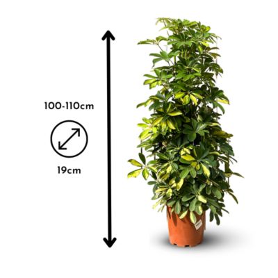 Schefflera gold - capella - hauteur 100-110 cm - diamètre 19 cm ...