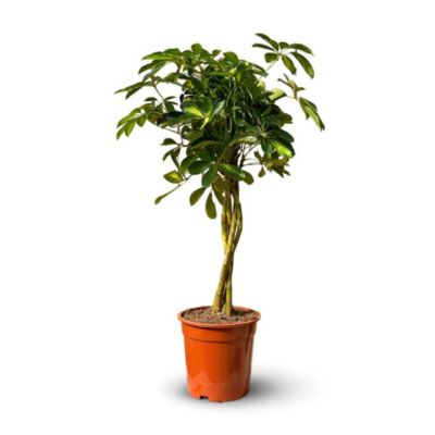 Schefflera gold - capella - hauteur 70-80 cm - diamètre 19 cm - plante ...