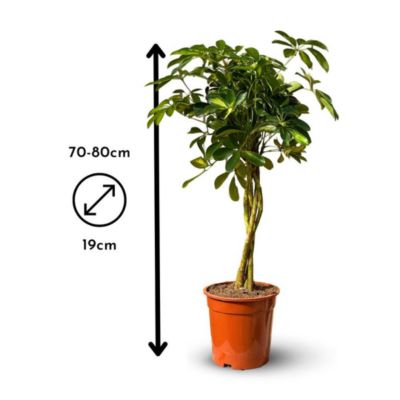 Schefflera gold - capella - hauteur 70-80 cm - diamètre 19 cm - plante ...