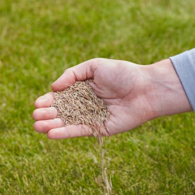 Semence à gazon avec engrais Verve 20m² 0,5kg