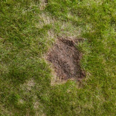 Semence à gazon avec engrais Verve 20m² 0,5kg