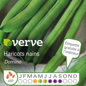 Semences de haricots DOMINO Français BIO