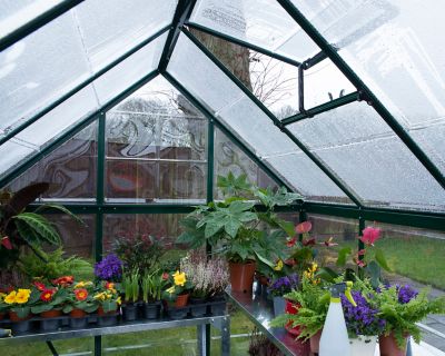 Serre en aluminium et polycarbonate Palram Canopia Harmony vert 6 x 6 m