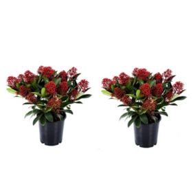 Skimmia japonica 'Rubella' - Lot de 2 - Pot 15cm - Hauteur 35-45cm