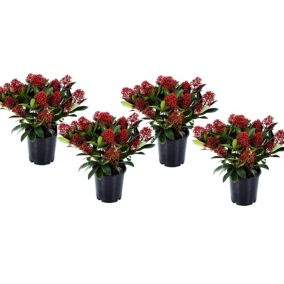 Skimmia japonica 'Rubella' - Lot de 4 - Pot 15cm - Hauteur 35-45cm